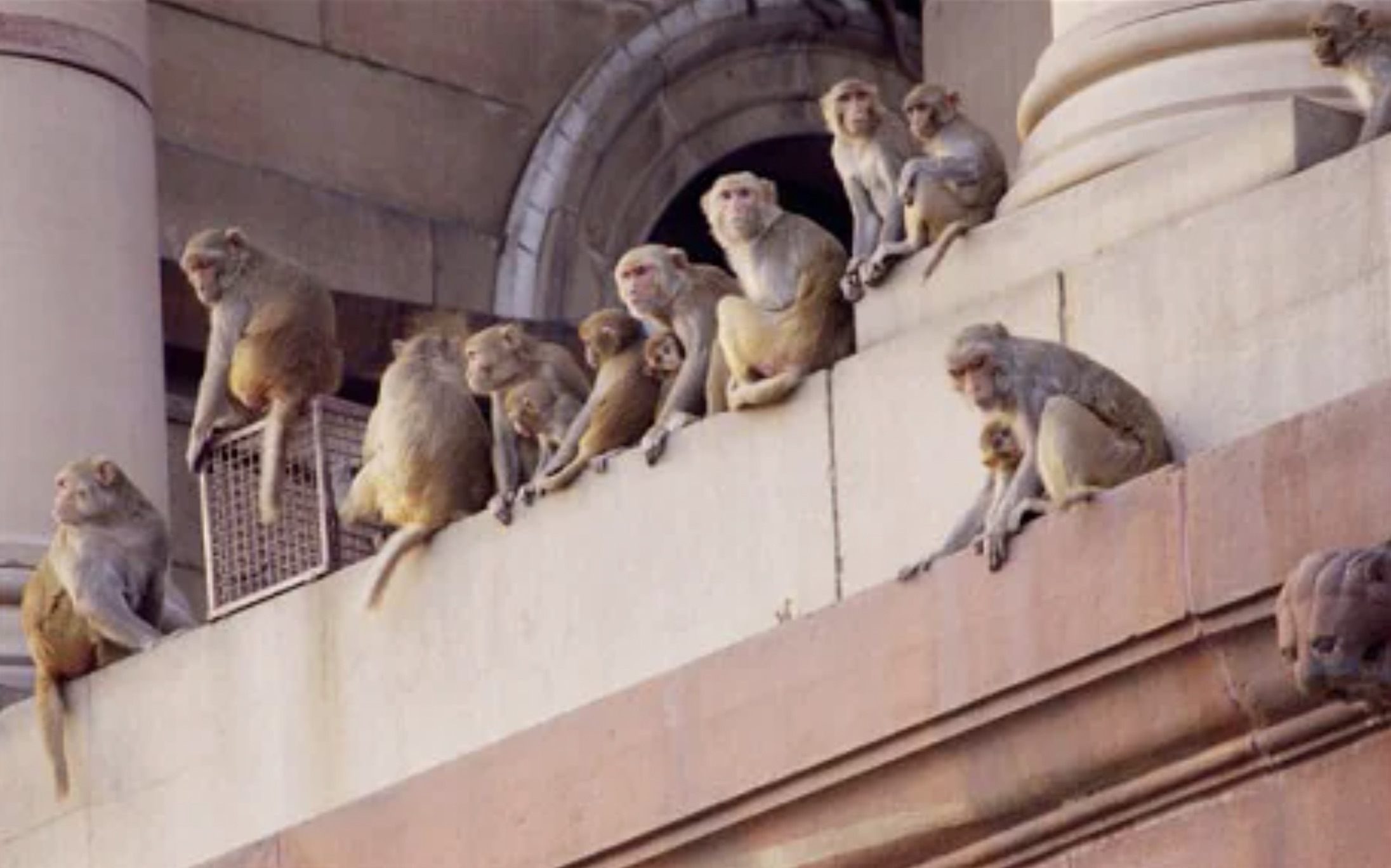 30 Pics Showing The Unstoppable Monkeyfication of Our Cities 